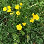 Ranunculus macrophyllusFlower