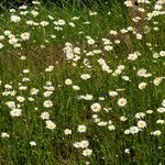 Leucanthemum vulgare Buveinė