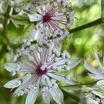 Astrantia major 花