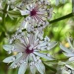 Astrantia major Fleur