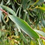 Hakea laurina Φύλλο