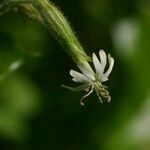 Silene viridiflora Floare