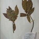 Dodecadenia grandiflora Diğer
