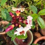 Strophanthus gratus Hoja