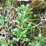 Arctostaphylos uva-ursi Hoja