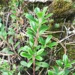 Arctostaphylos uva-ursi Листок