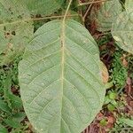 Iryanthera juruensis Leaf