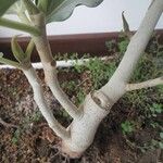 Ficus benghalensis خشب
