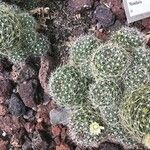 Mammillaria decipiens Foglia