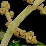 Miconia calvescens Kůra