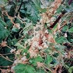 Cuscuta europaea Blomst