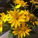 Helianthus divaricatus Цветок