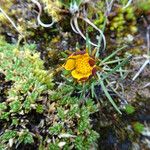 Werneria villosa Flower
