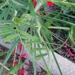 Vicia monantha Leaf