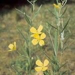 Oenothera pilosella Habit