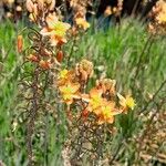 Bulbine frutescens Kvet