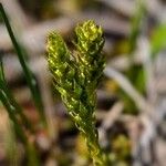 Selaginella selaginoides Folha