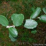 Ceanothus crassifolius Агульны выгляд