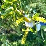 Salix alba Flower