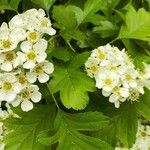 Crataegus laevigata Habit