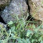 Rumex scutatus Hoja