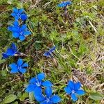 Gentiana sierrae Flower
