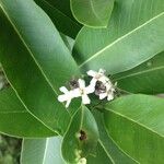 Avicennia germinans Other