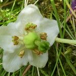 Moneses uniflora Λουλούδι