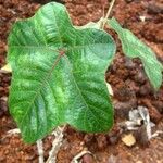 Cecropia obtusa Fuelha