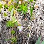 Mayaca fluviatilis Autre