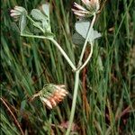 Trifolium michelianum Altres