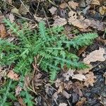 Cirsium palustre Leaf