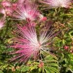 Calliandra selloi Blüte