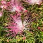 Calliandra selloi Kvet