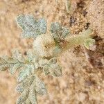 Neurada procumbens Blomma