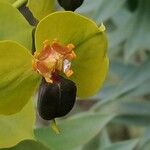 Euphorbia rigida Λουλούδι