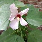 Hibiscus grandiflorus Цвят