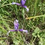 Iris sintenisii Flower