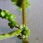Dysphania pumilio Fruto