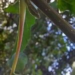 Alnus orientalis Bark