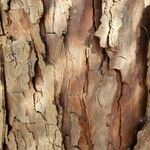 Calocedrus decurrens Koor