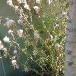 Cirsium discolor Hábito
