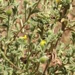 Pulicaria arabica Likasa