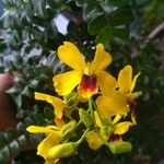Caesalpinia echinata Квітка
