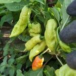 Capsicum chinense Fruto