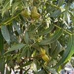 Carya illinoinensis Folha