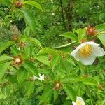 Stewartia rostrata Flor