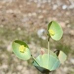 Euphorbia erubescens Blomst