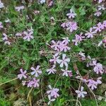 Saponaria ocymoides Λουλούδι