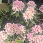 Rhododendron maximum Žiedas